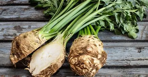 Приготовление сельдерея: советы по обработке