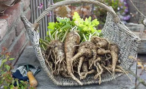 Свежесобранный пастернак