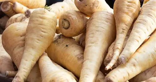 Можно ли есть пастернак сырым?