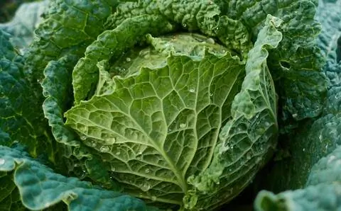Савойская капуста (Brassica oleracea convar. capitata var. sabauda)