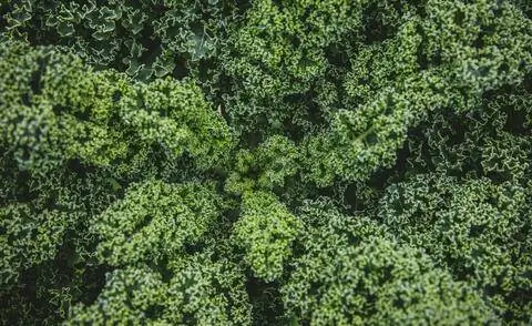 Кале (Brassica oleracea var. Sabellica)