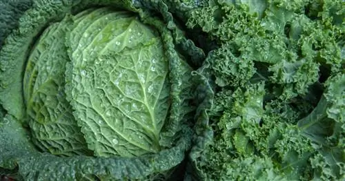Савойская капуста или кале: какая разница?