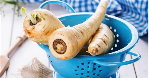 Подготовка пастернака: какие есть варианты?