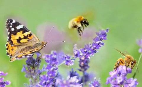 Насекомые на цветках лаванды