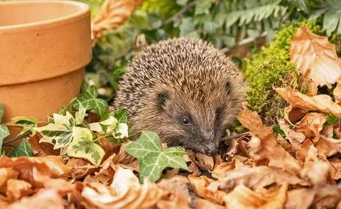 ёжик в листве