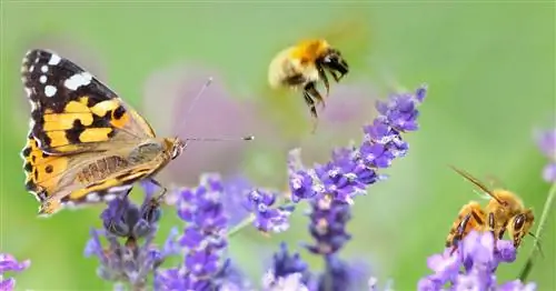 Онлайн-курс «Сад, дружественный к животным и насекомым»: Как превратить свой сад в природный оазис