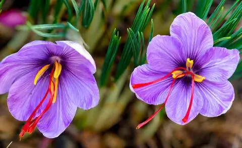 Шафран Крокус