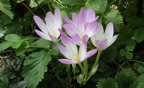 осенние крокусы