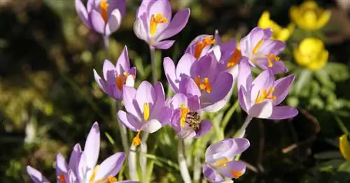 Насколько ядовит крокус?