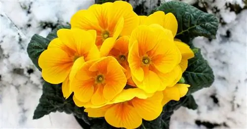 Сколько морозов выдерживают первоцветы?