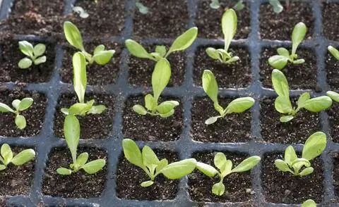 рассада салата