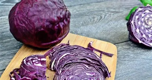 Можно ли есть краснокочанную капусту сырой?