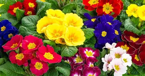 Насколько ядовиты первоцветы?