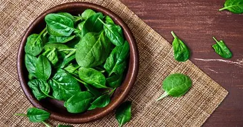 Можно ли есть шпинат сырым?