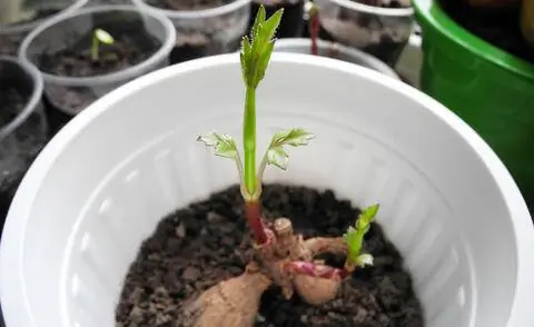 Луковица георгина в горшке