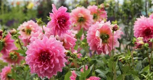 Подготовка георгинов: когда и как это делать?