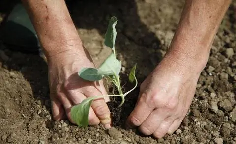 молодые растения (кольраби)