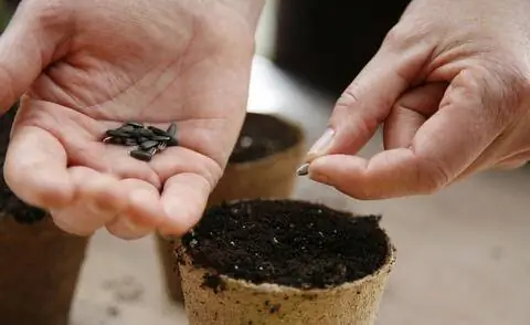 Посев подсолнуха в горшки Jiffy