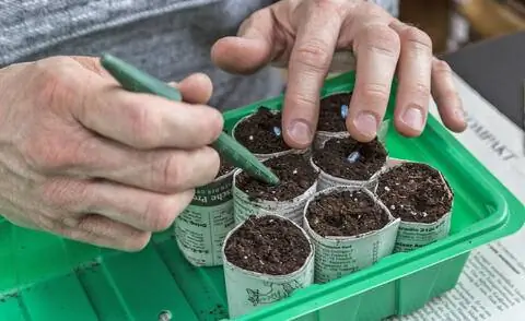 предпочитаю подсолнухи