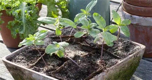 Предпочитаю подсолнухи: как это работает