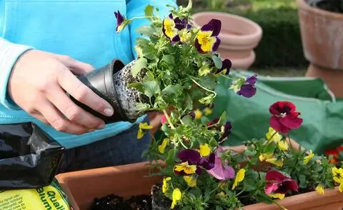 Горшечные фиалки