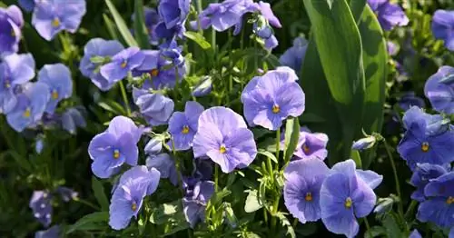 Сколько морозов выдерживают рогатые фиалки?