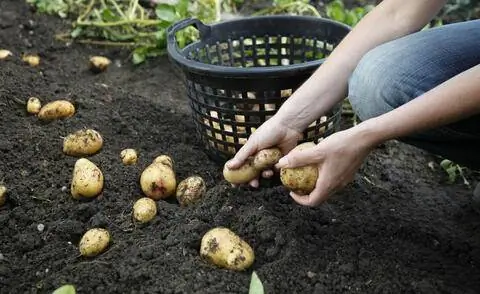 урожай картофеля