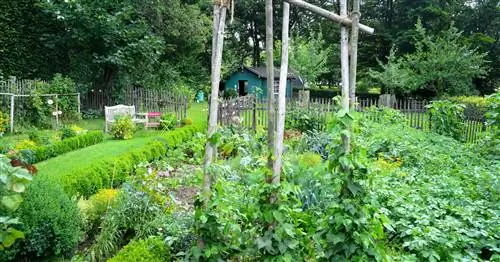 Смешанное выращивание картофеля: с чем оно сочетается?