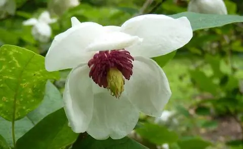 Цветущая летняя магнолия