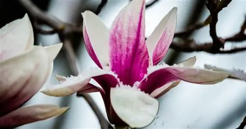 Магнолии и мороз: Как спасти цветы