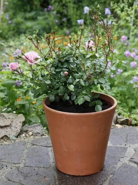 Розы в ведре