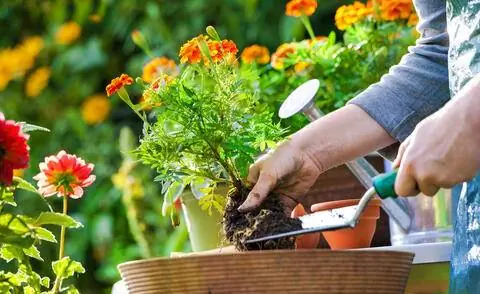 растение цветок