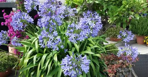 5 самых красивых террасных растений