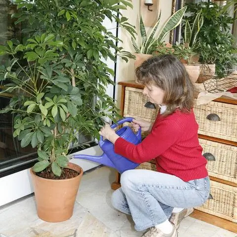 Полейте шеффлеру