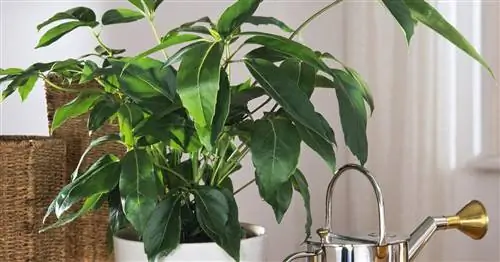 Обрезка шеффлеры: на что обратить внимание?