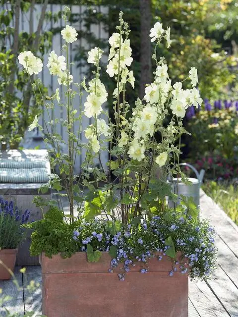 Мальва в ведре