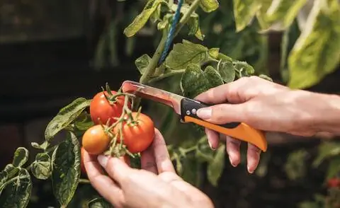 Нож для овощей и фруктов Fiskars X-seriesTM