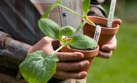 молодые растения