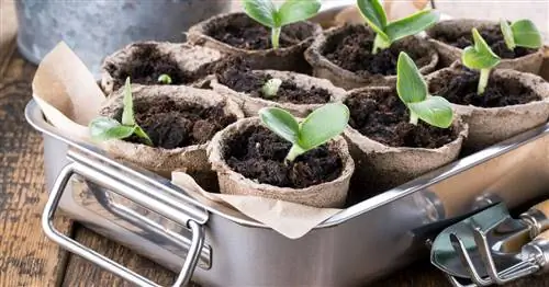 Предпочитаю тыкву: Вот как это делается