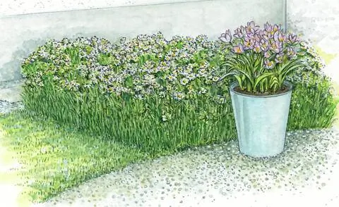 Луг цветущих ромашек