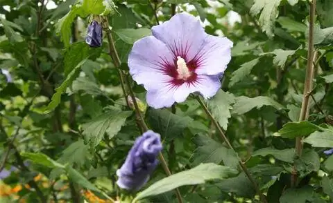 Цветущий гибискус