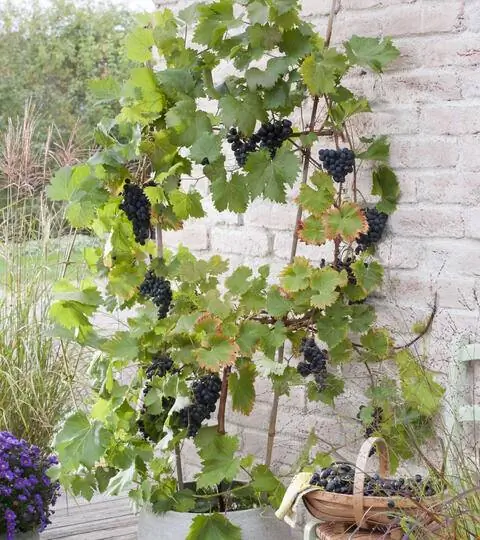 Виноградная лоза Мичуринский в ведре