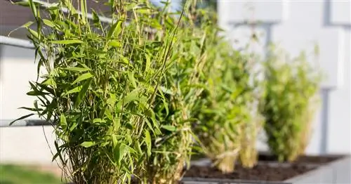 5 лучших горшечных растений в качестве экранов конфиденциальности