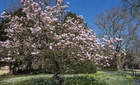 Цветущая магнолия