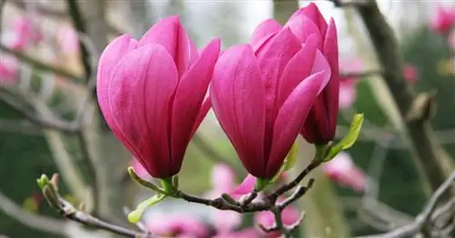 Пересадка магнолии: возможно ли это?