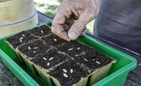 сеять огурцы