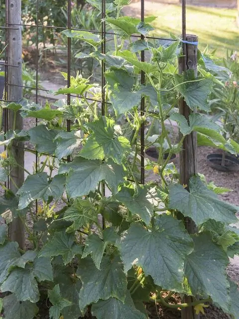 огуречный завод