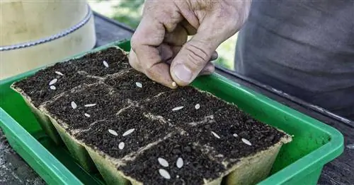 Сбор огурцов: когда и как это делать