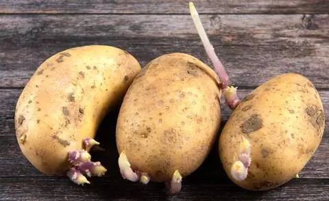 Проращивание картофеля