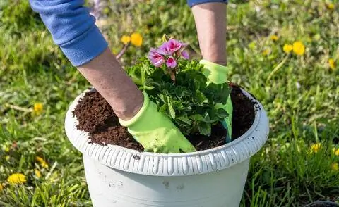 растение герань